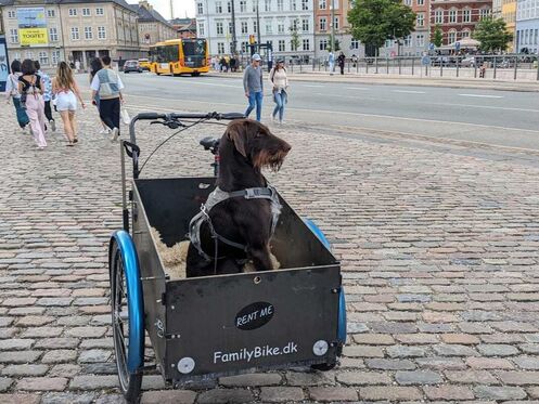 Bicicleta de carga para perro